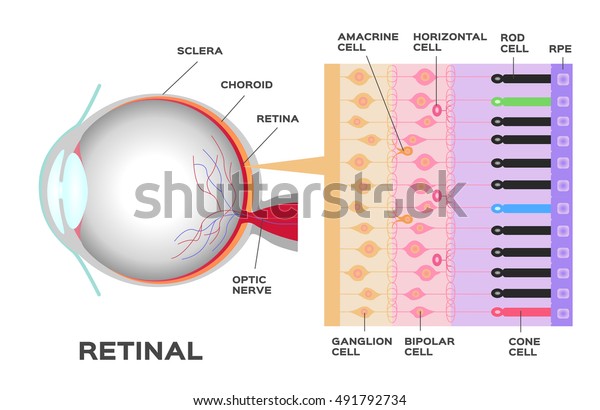 infographic:\
Photoreceptor in the retina of the eye. Structure and function rod\
and cone cells. Vector scheme .\
anatomy