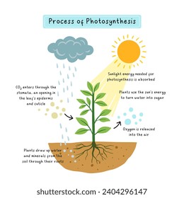 infographic of photosynthesis process, educational poster