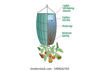 Infographic for planting hanging tomatoes The structure consists of a bag with water makes plants grow all the time.