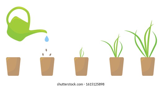 Infographic of planting process. Eps 10