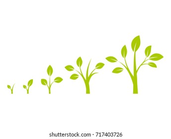 Infographic Planting Tree Tree Growth Diagram Stock Vector (Royalty ...