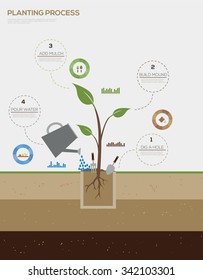 Infographic of planting tree process flat design vector illustration