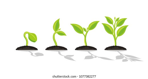 Infographic of planting tree. Seedling gardening plant. Seeds sprout in ground. Sprout, plant, tree growing agriculture icons. Vector illustration isolated on white background.