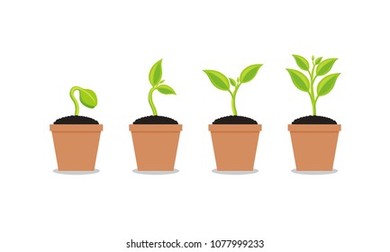 Infographic of planting tree. Seedling gardening plant. Seeds sprout in ground. Sprout, plant, tree growing agriculture icons. Vector illustration isolated on white background.