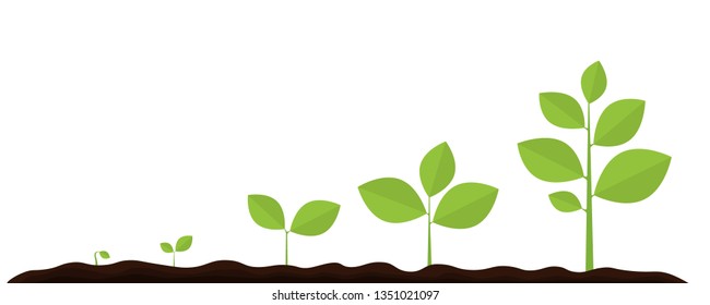 Infographic of planting tree. Seedling gardening plant. Seeds sprout in ground. Sprout, plant, tree growing agriculture icons. Vector illustration isolated on white background.