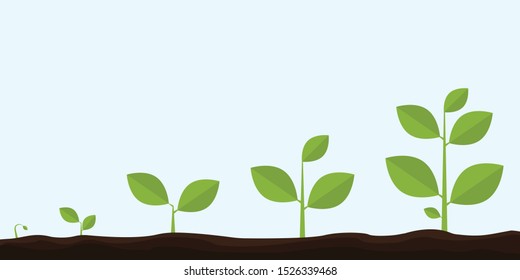 Infographic of planting tree. Seedling gardening plant. Seeds sprout in ground. Sprout, plant, tree growing agriculture icons. Vector illustration isolated on white background.