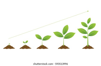  Infographic of planting tree. Seedling gardening plant. Seeds sprout in ground. Sprouts, plants, trees growing icons. Seedling agriculture. Vector illustration isolated on white background.