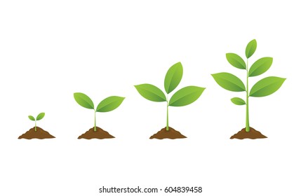  Infographic of planting tree. Seedling gardening plant. Seeds sprout in ground. Sprout, plant, tree growing agriculture icons. Vector illustration isolated on white background. - Shutterstock ID 604839458
