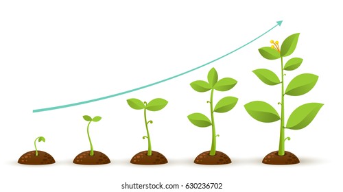 Infographic Of Planting Tree. Seeds Sprout In Ground. Seedling Gardening Plant. Sprouts, Plants, Trees Growing Icons. Vector Illustration. Isolated On White Background.