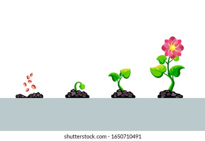 Infographic of planting tree steps. Seedling sprout in ground gardening plant. Seeds sprout in ground. Vector illustration growing trees with flower