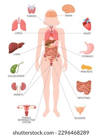 Infographic poster with the internal organs of the female body. Respiratory, digestive, reproductive, cardiac systems. Banner, vector