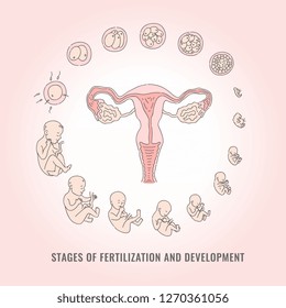 Infographic of pregnancy stages with process of fertilization and development of embryo in line hand drawn style - isolated vector illustration of mitosis and fetal growth cycle.