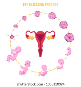 Infographic of pregnancy stages with process of fertilization and development of embryo in flat style. Stages and cycle development of embryo, fertilization process, vector illustration on white