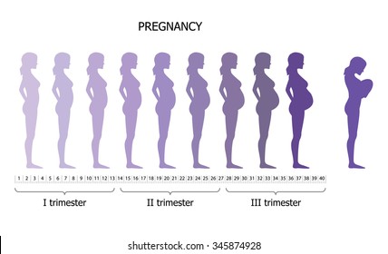 Infographic of pregnant woman in different period. Vector illustration