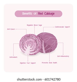 Infographic for red cabbage benefits with handwriting font style