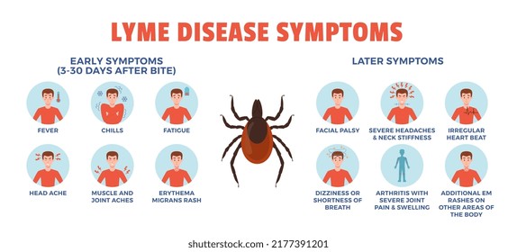 Infographic with round icons about Lyme disease symptoms flat style, vector illustration isolated on white background. Mite, set of circle frames with man, early and later symptoms