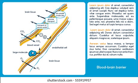 Infographic scheme. Blood brain barrier.