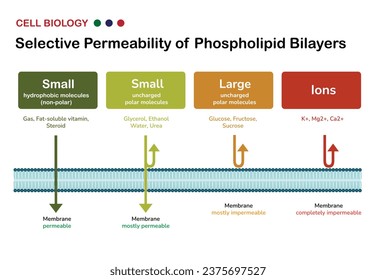 Infographic of Selective Permeability of Phospholipid Bilayers in Cell Membrane