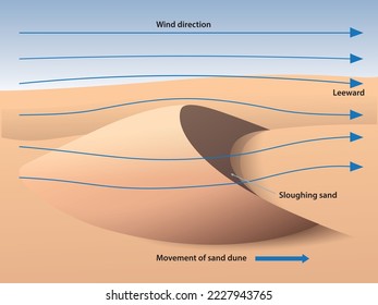 Infographic showing barchan dune formation, with the wind blowing - vector