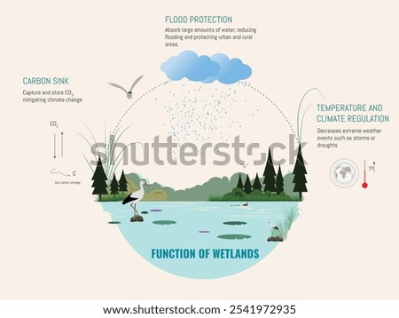 Infographic showing the functions of wetlands, including climate regulation, carbon storage, and flood protection.