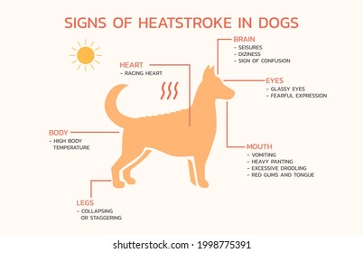 Infographic Sign Heatstroke Dog Flat Vector Stock Vector (Royalty Free ...