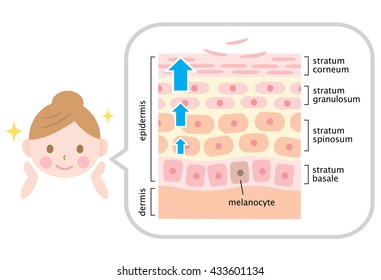 Infographic Skin Illustration. Skin Cell Turnover