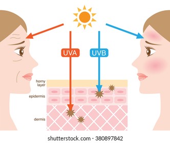 infographic skin illustration. the difference between UVA and UVB rays penetration