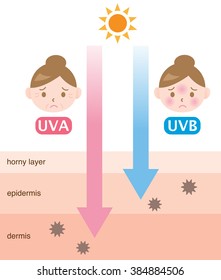 infographic skin illustration. the difference between UVA and UVB rays penetration