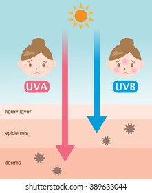 infographic skin illustration. the difference between UVA and UVB rays penetration