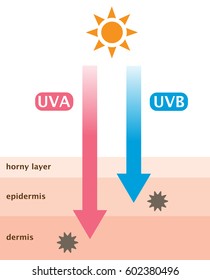Infographic Skin Illustration. The Difference Between UVA And UVB Rays Penetration