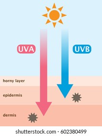 infographic skin illustration. the difference between UVA and UVB rays penetration