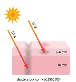 infographic skin illustration. the difference between UVA and UVB rays penetration
