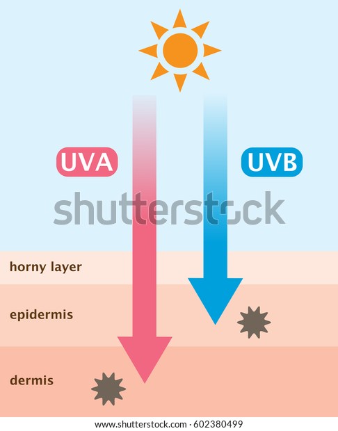 Infographic Skin Illustration Difference Between Uva Stock Vector ...