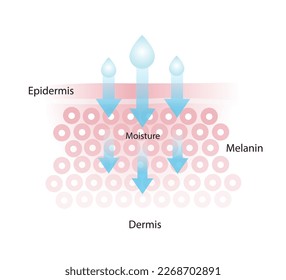 Infographic of skin moisture vector isolated on white background. The mechanism of nutrient absorption through healthy skin layer. Skin care and beauty concept illustration.