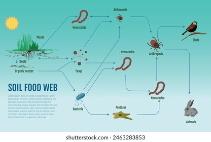 Infografía: Web de alimentos del suelo. Plantas, insectos, bacterias y hongos forman una red vital para la salud del suelo.