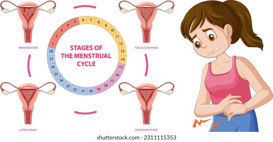 Infografía de las etapas de la ilustración del ciclo menstrual