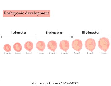 Infographic with stages of pregnancy and embryo, fetus development. Months, trimesters of pregnancy, embryo and fetus growth and weight . Vector illustration, flat infographic.