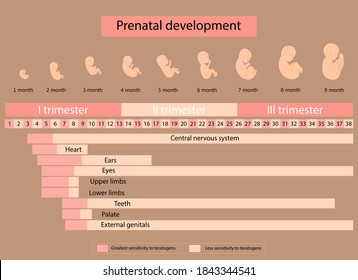 Embryogenesis svg