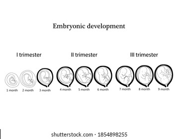 Infographic with stages of pregnancy and embryo, fetus development. Months, trimesters of pregnancy, embryo and fetus growth and weight . Vector illustration, flat infographic.