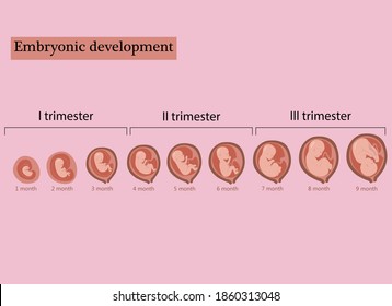 Infographic with stages of pregnancy and embryo, fetus development. Months, trimesters of pregnancy, embryo and fetus growth and weight . Vector illustration, flat infographic.