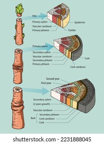 Infographic of stem anatomy - vector