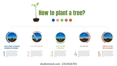 Infographic of the steps to follow to plant a tree and collaborate in reforestation. Care for the environment.