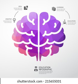 infographic Template brain education and science concept vector illustration 