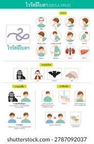 Infographic In Thai Texts Of Ebola Virus Disease Vector, Symptoms, Transmission and Preventions With Man