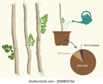 infographic that shows stem cutting Technique of plants  propagation - vector 