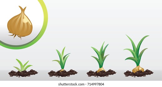 Infographic tree planting. Seedling plant. Seeds grow on the ground. Sprout, plant, tree grow onion farm icon