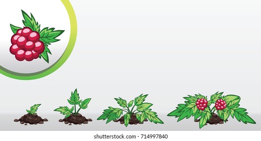 Infographic Tree Planting. Seedling Plant. Seeds Grow On The Ground. Sprout, Plant, Tree Grow Rasberry Farm Icon
