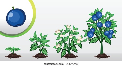 Infographic tree planting. Seedling plant. Seeds grow on the ground. Sprout, plant, tree grow blueberry farm icon