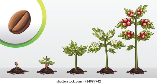 Infographic Tree Planting. Seedling Plant. Seeds Grow On The Ground. Sprout, Plant, Tree Grow Coffe Bean Farm Icon