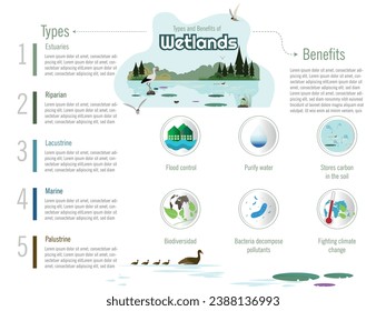 Infographic of the types and benefits of wetlands.
In the center landscape of a wetland with water lily leaves, flora and fauna.